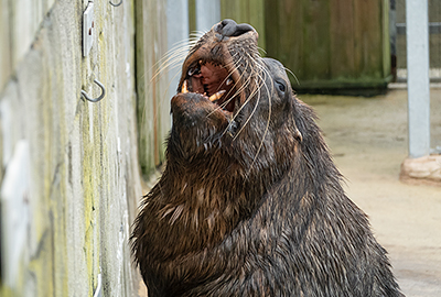 Noito - Patagonian Sea Lion