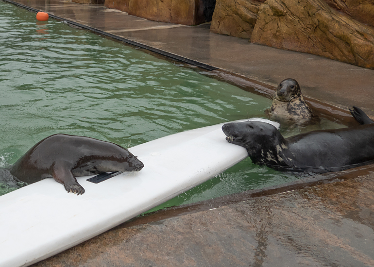 Cornish Seal Sanctuary