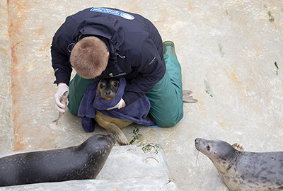 Mikolaj helping rescued seal pup Little Miss Sunshine to eat a fish with Noddy and Elsa looking on