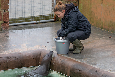Cornish Seal Sanctuary