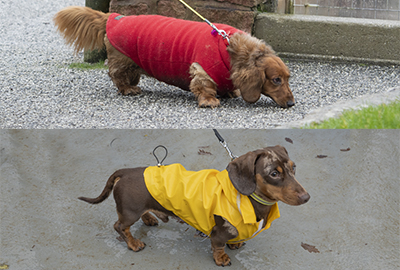 These two beautiful dachshunds were well prepared for the rain when they visited the seal sanctuary with their mummies!