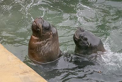 Noito and Diego - Patagonian Sea Lions