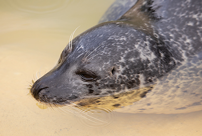 Common Seal