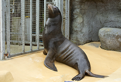 André - Californian Sea Lion