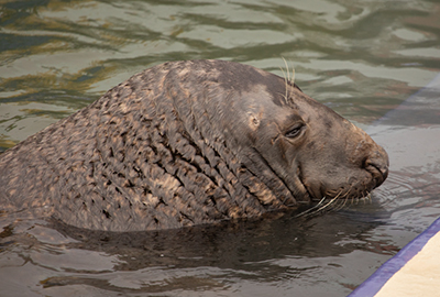 Flipper