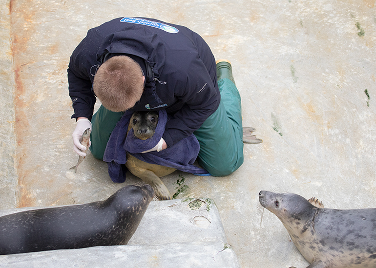 Cornish Seal Sanctuary