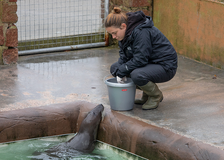 Cornish Seal Sanctuary
