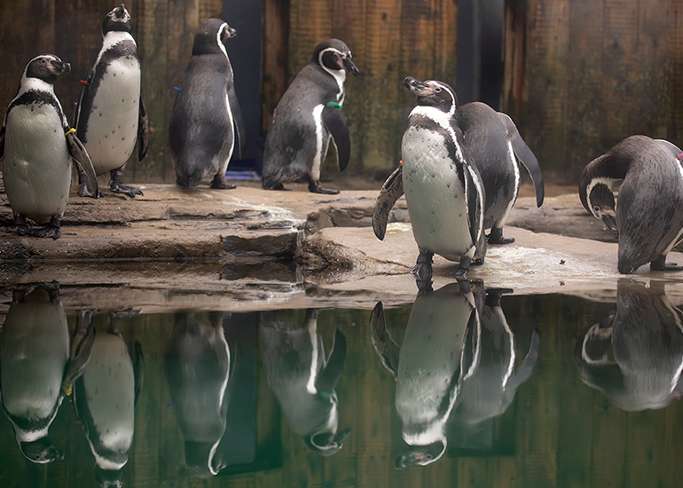 Humboldt Penguins