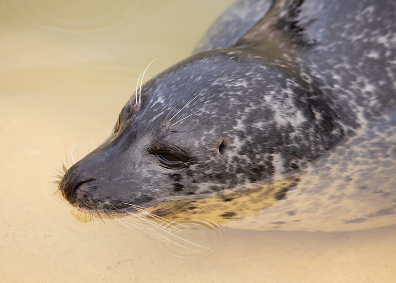 Cornish Seal Sanctuary