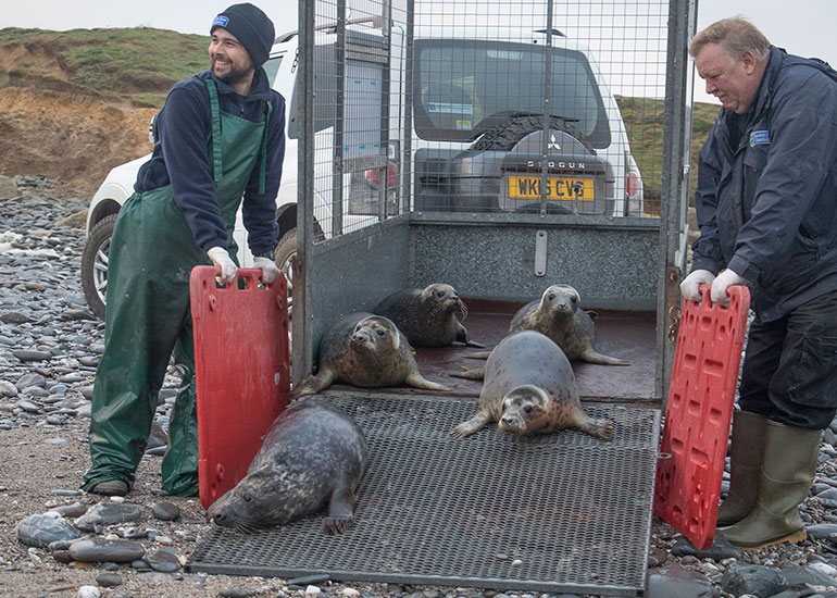Seal Release - 30th December 2019