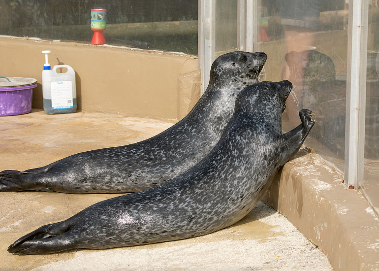 Common Seals