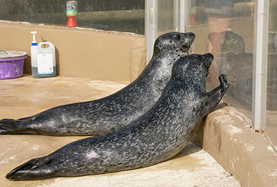 Cornish Seal Sanctuary