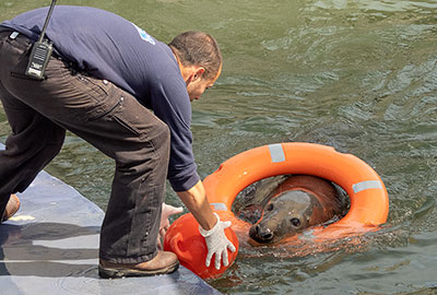 Cornish Seal Sanctuary