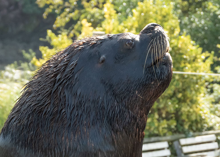 Cornish Seal Sanctuary