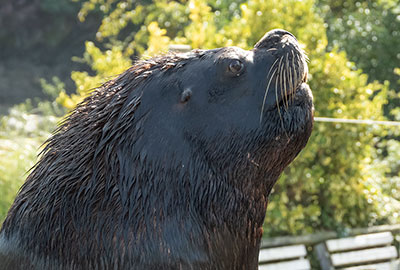 Cornish Seal Sanctuary