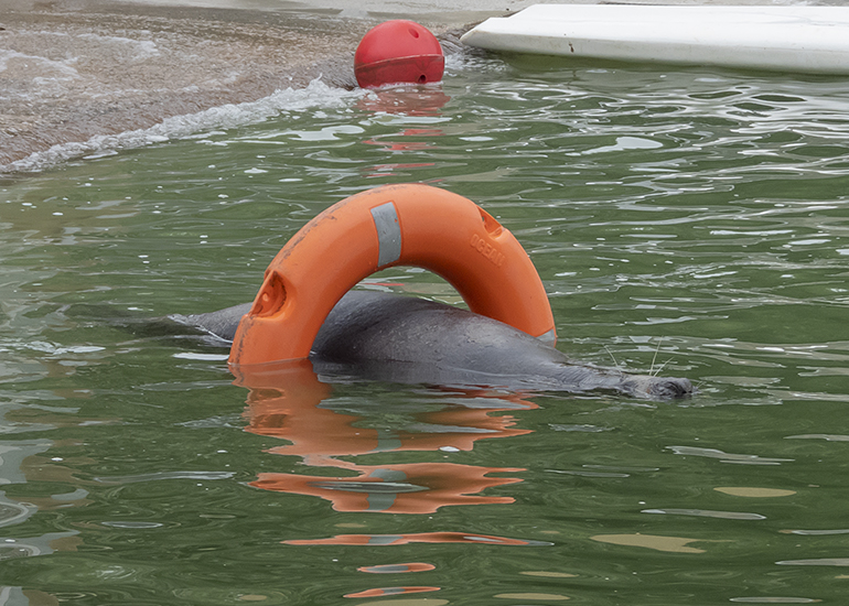Convalescent Pool