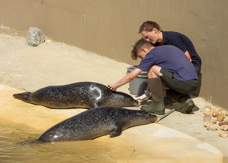 Common Seal Pool