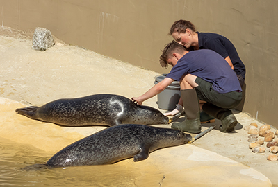 Common Seal Pool - Training and Feeding time