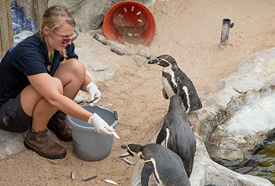 Grace feeding the Penguins