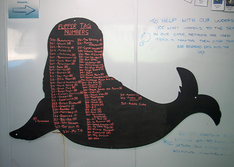 Flipper tag ID numbers for rescued seal pups for 2018-19