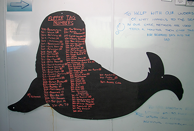 Flipper tag ID numbers for rescued seal pups for 2018-19