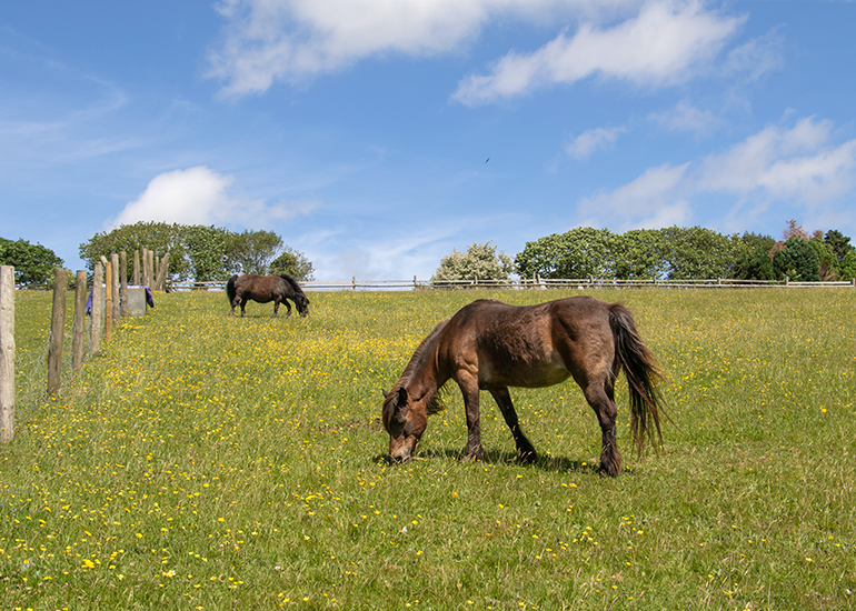 Ponies in the paddock