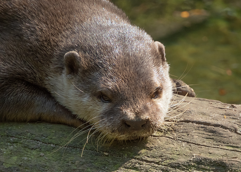 Apricot, Asian Short-Clawed Otter