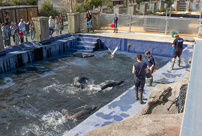 Grey Seal Pool