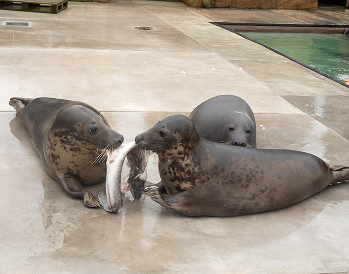 Aayla and Willow eating a conger eel with Jinx looking on...hoping to get a bit!