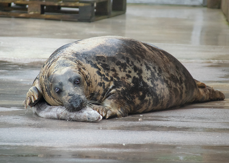 Sheba was really enjoying her conger eel afternoon snack - looks delicious!