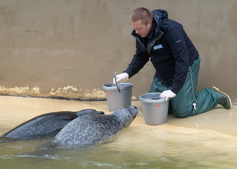 Mikolaj feeding the common seals