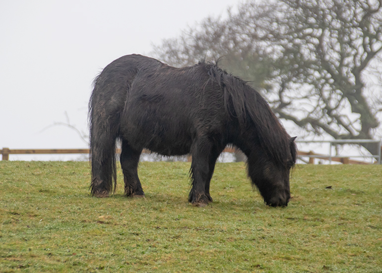 Bracken
