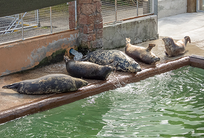 Atlanta, Aayla, Sheba, Jinx and  Banana