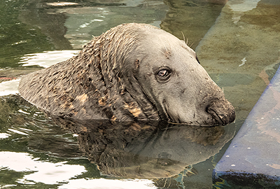 Logs looking very handsome