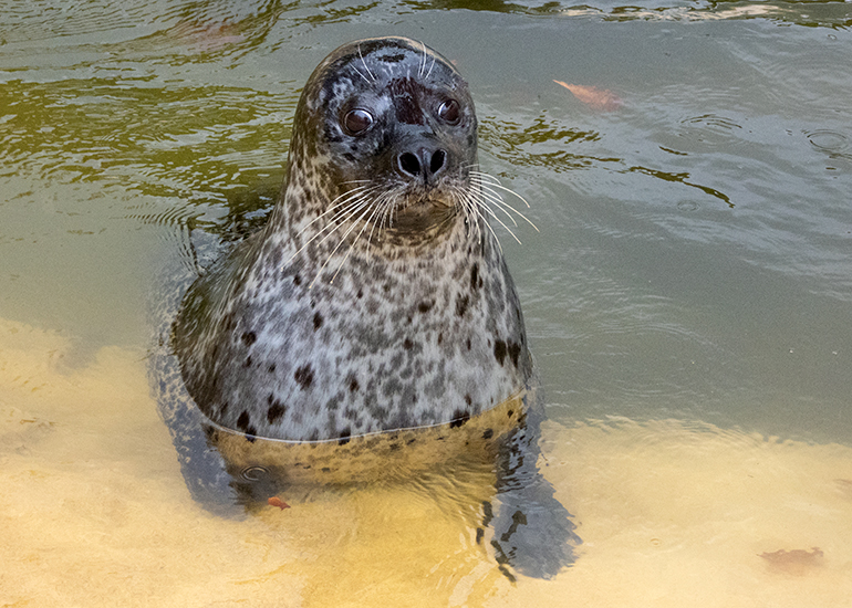 Buddy waiting for his fish!