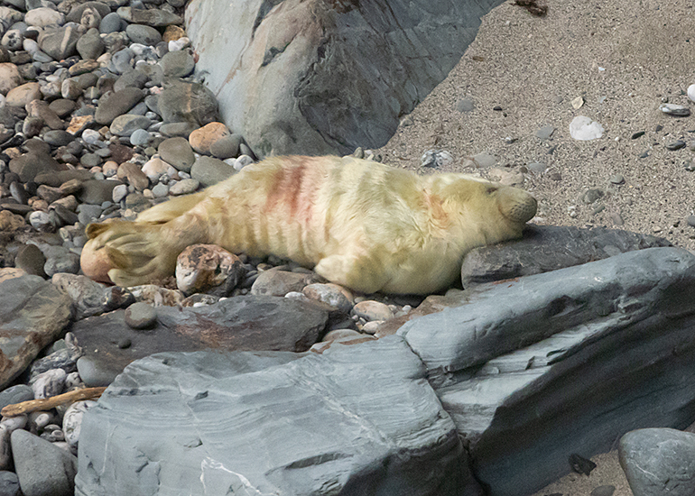 Seals in the Wild