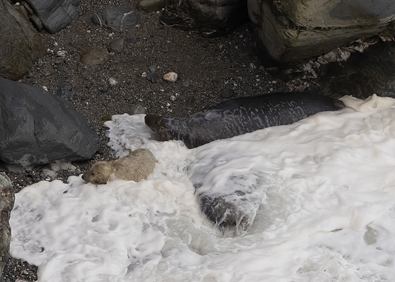 Seals in the Wild