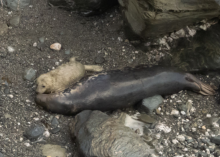 Seals in the Wild