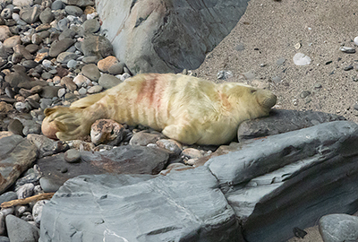 Seals in the Wild