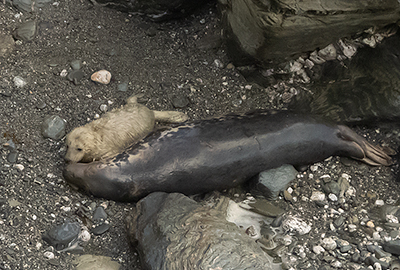 Seals in the Wild