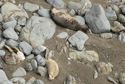 Seals in the Wild