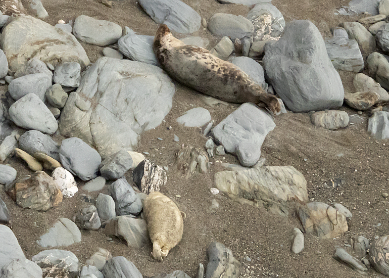 Seals in the Wild