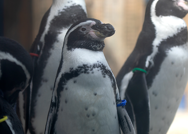 Humboldt penguin - Lola