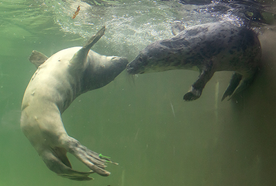 Rescued seal pups, Hetty an Truffle
