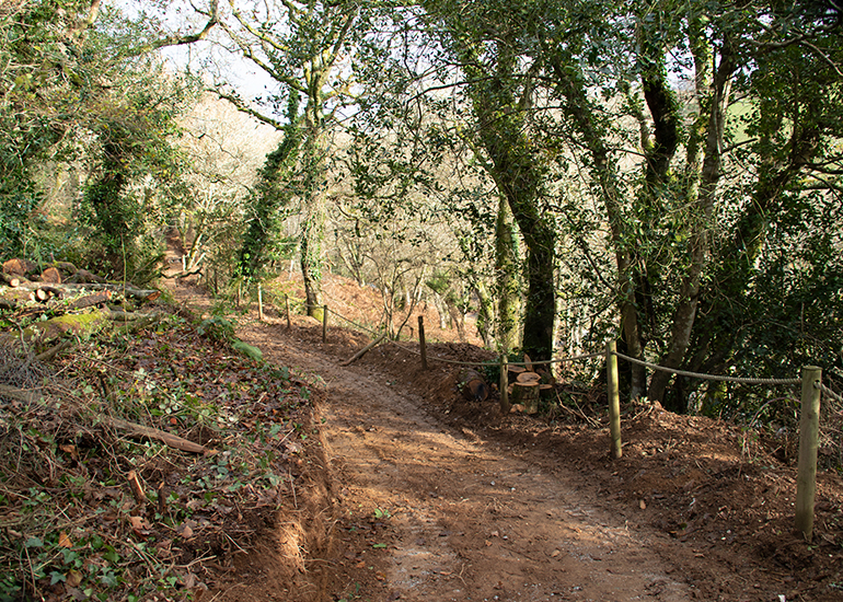 Woodland Walk