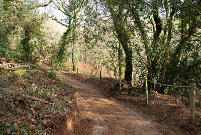 Woodland Walk