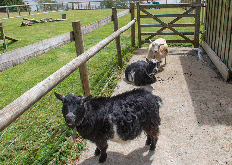 Marvin, Ernie and Dennis