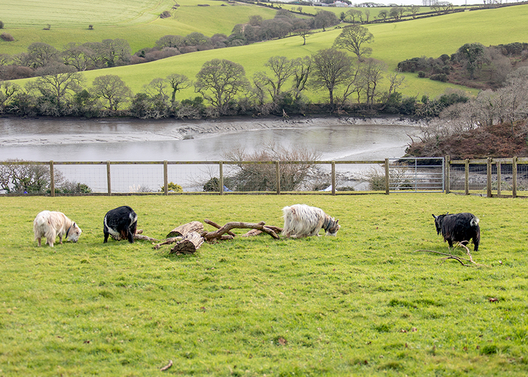 Goats in the Paddock