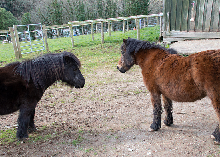 Bracken and Tuppence