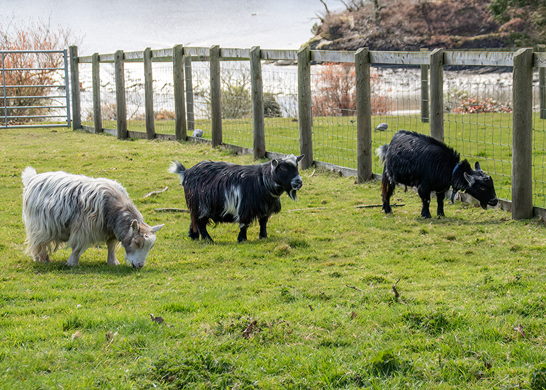 What are these goats up to now?